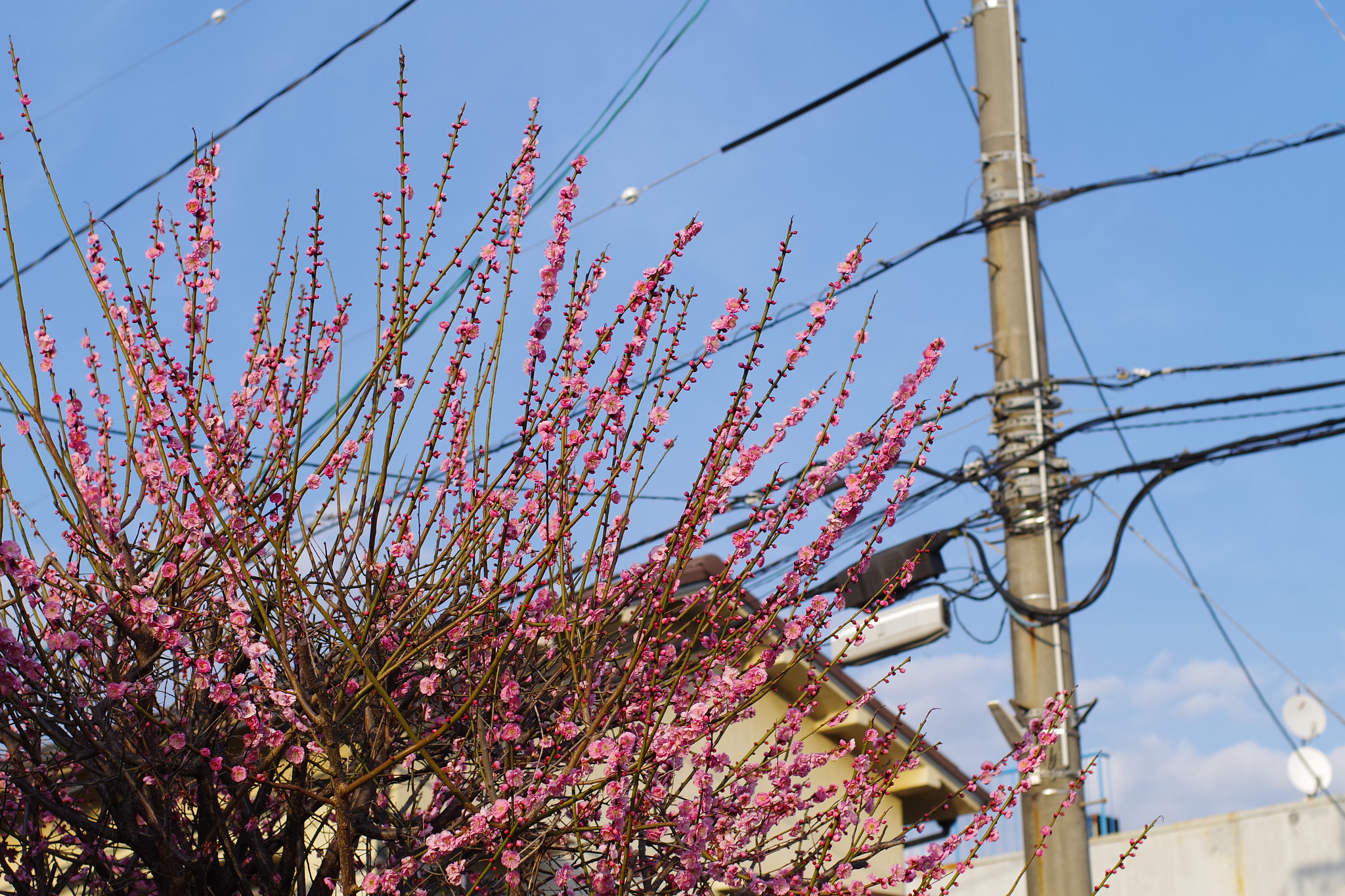 Pentax K-S1 + Pentax smc FA 43mm F1.9 Limited sample photo. Plum tree photography