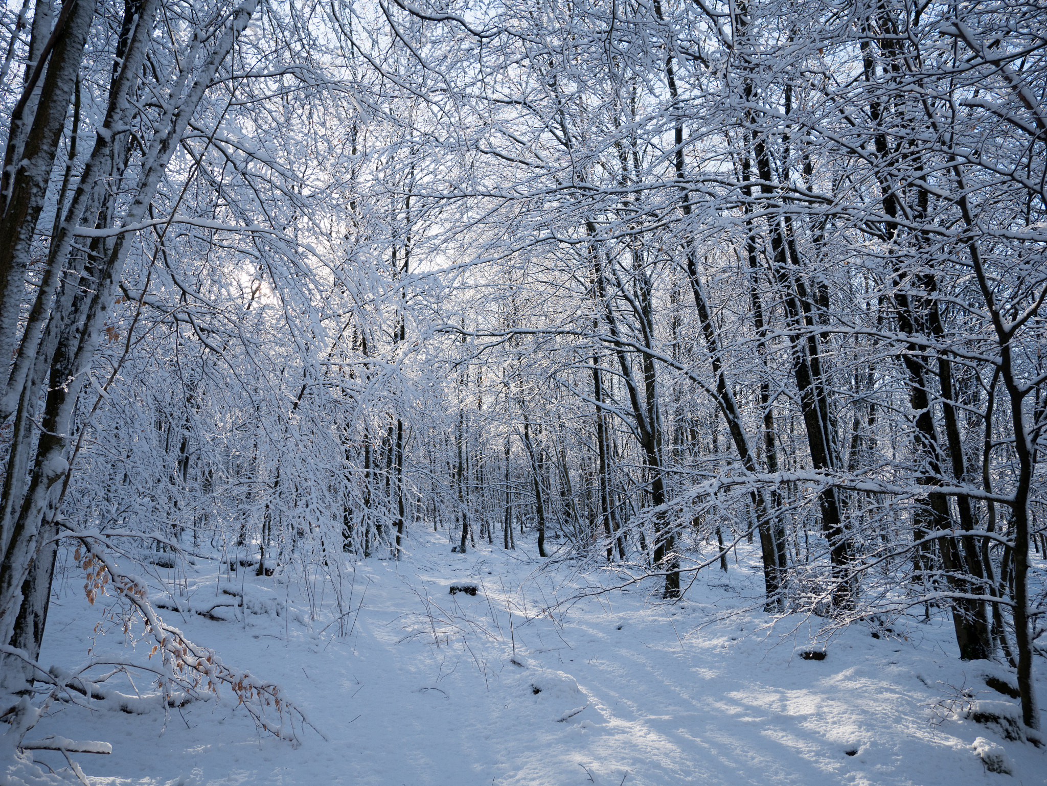 Panasonic Lumix DMC-GX7 sample photo. Fulltofta winter landscape  photography