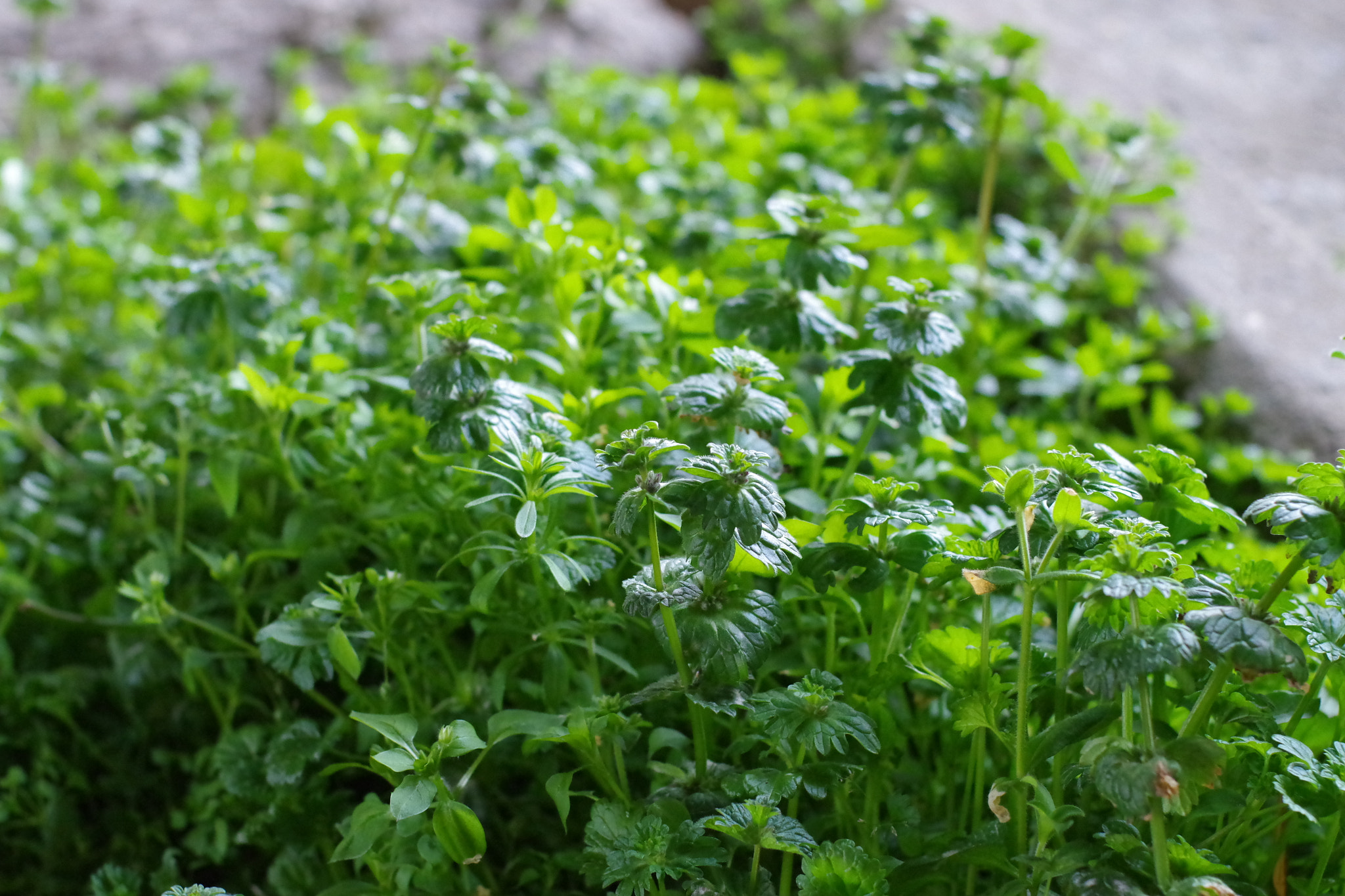 Pentax K-S1 sample photo. Grass photography