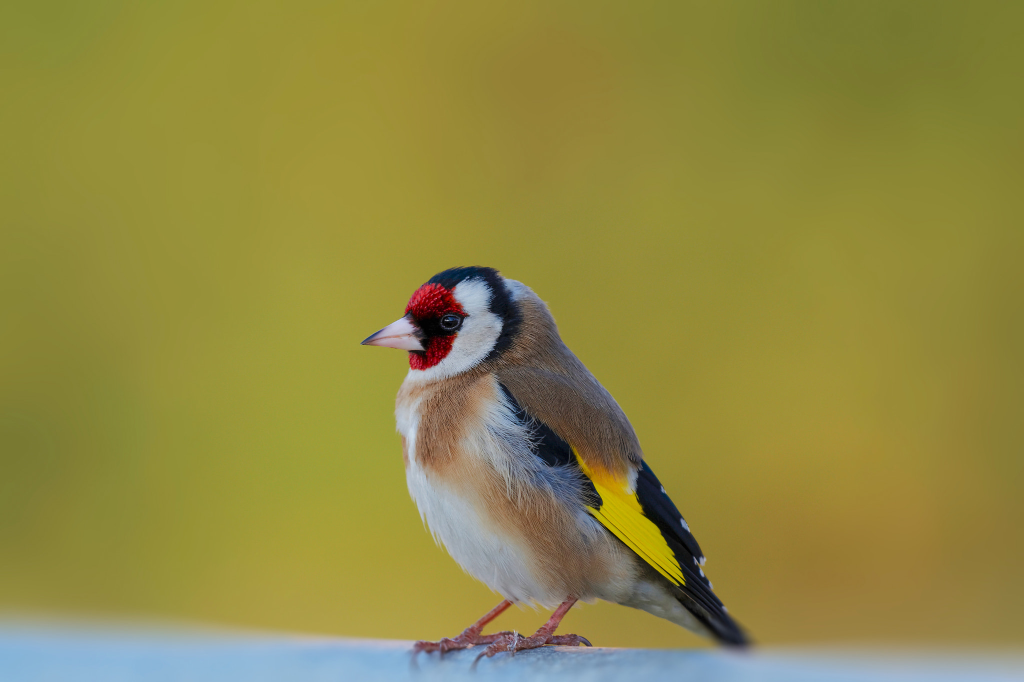 Nikon AF-S Nikkor 200-500mm F5.6E ED VR sample photo. Colorful goldfinch photography