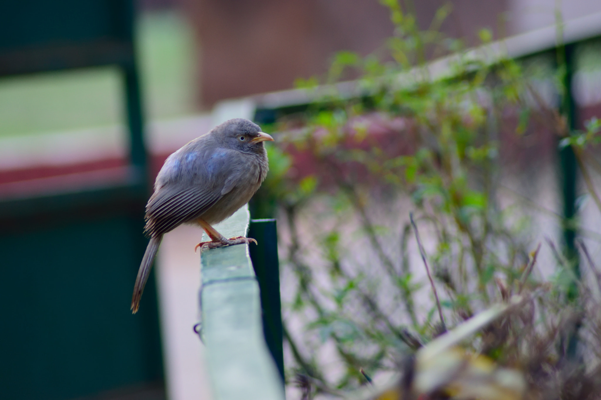 Nikon AF Nikkor 70-300mm F4-5.6G sample photo