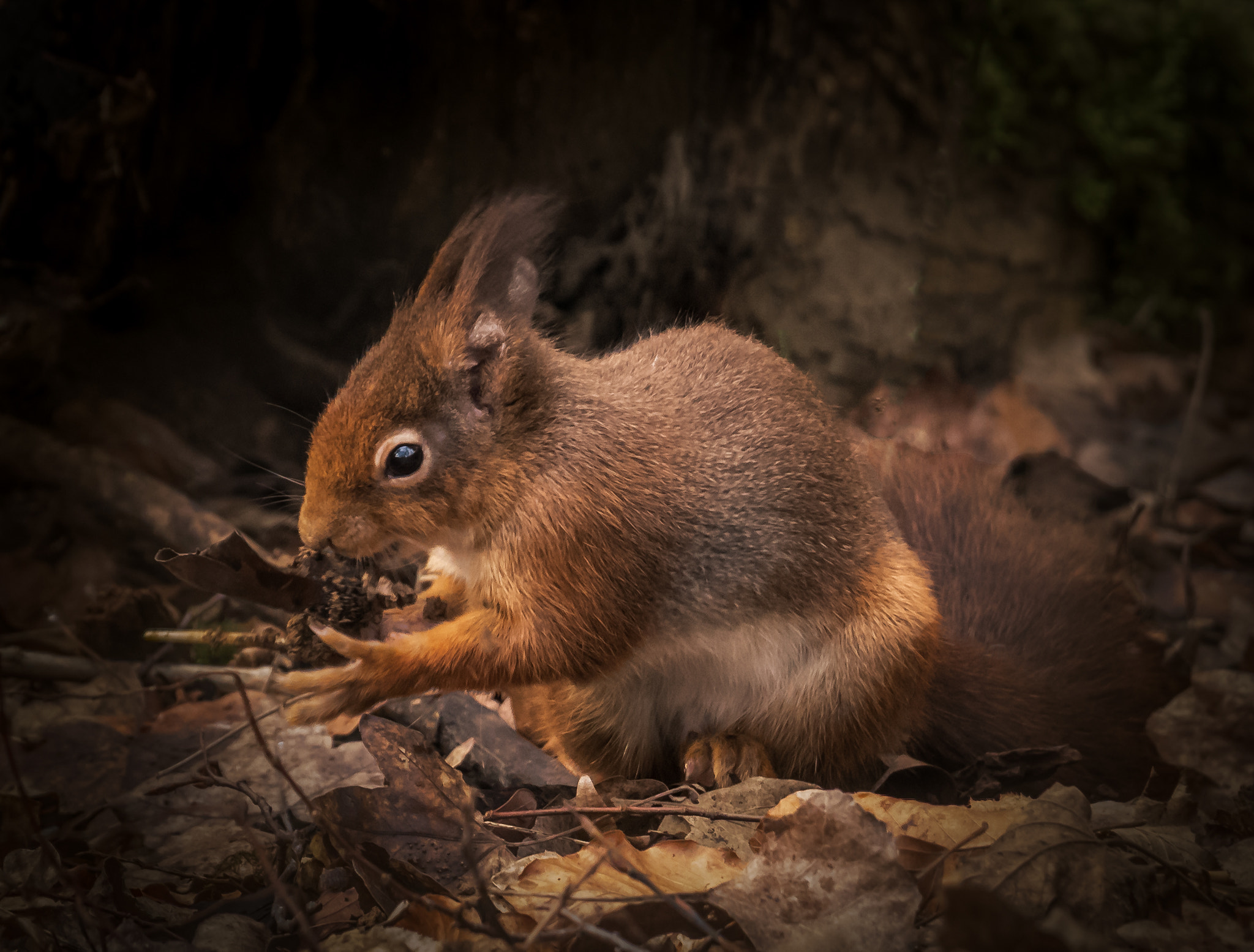 Canon EOS 80D + Canon EF 70-200mm F4L IS USM sample photo. Eichhörnchen/squirrel photography