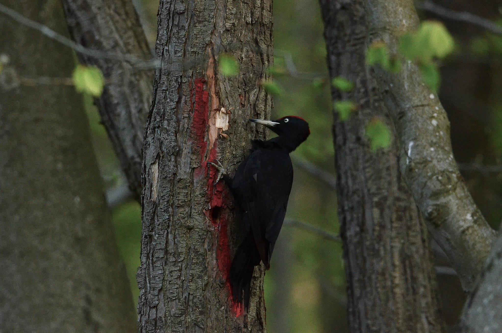 Nikon AF-S Nikkor 200-500mm F5.6E ED VR sample photo. Dsc photography