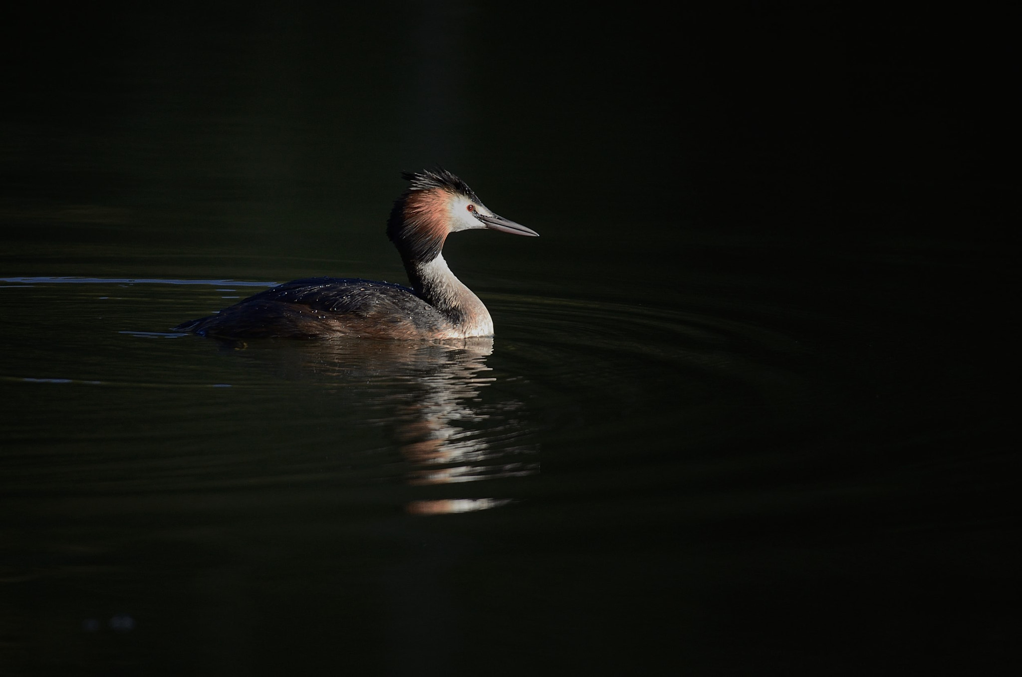 Nikon AF-S Nikkor 200-500mm F5.6E ED VR sample photo. Dsc photography