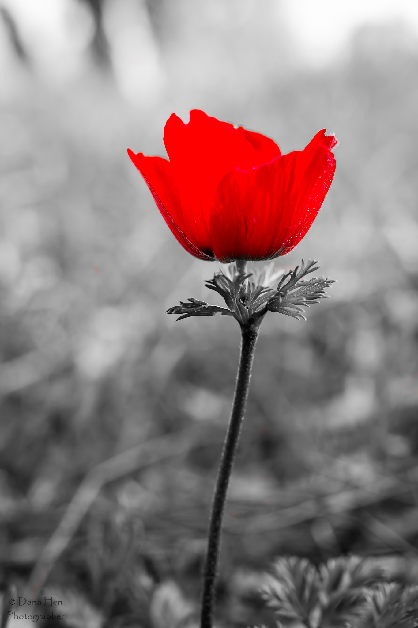 Canon EOS 70D + Sigma 35mm F1.4 DG HSM Art sample photo. Flower photography