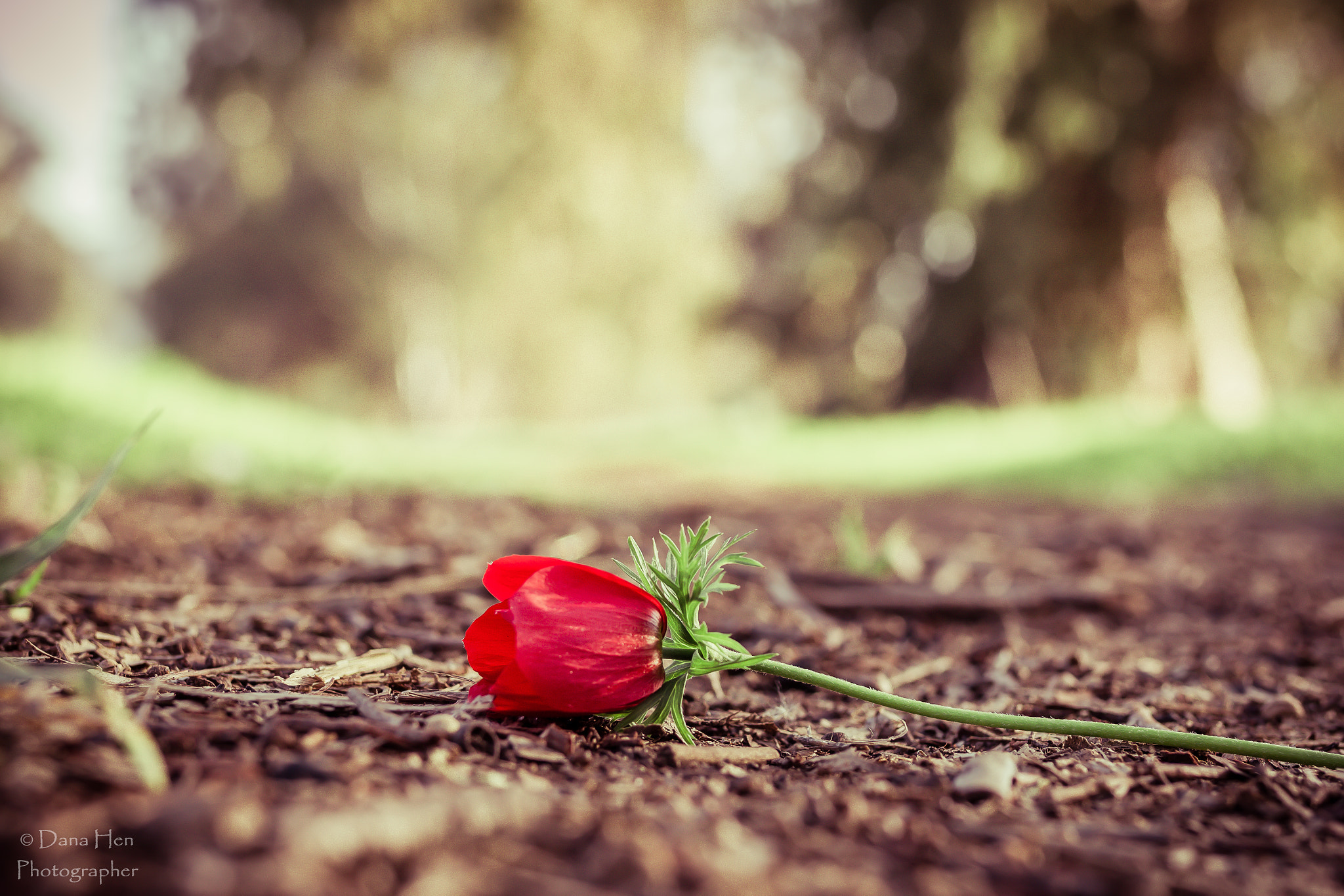 Canon EOS 70D + Sigma 35mm F1.4 DG HSM Art sample photo. Flower photography