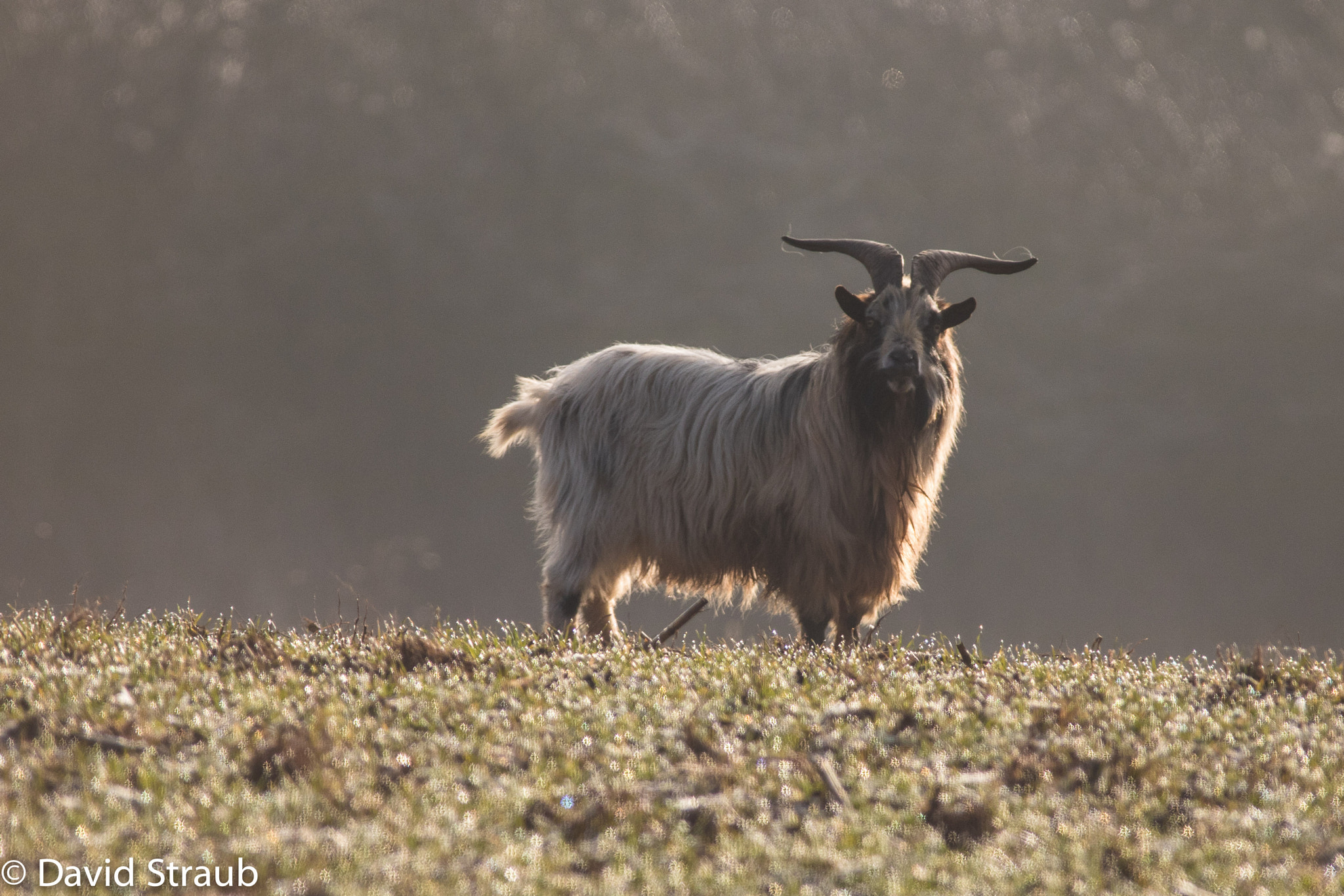 Canon EOS 750D (EOS Rebel T6i / EOS Kiss X8i) + Sigma 100-300mm f/4 sample photo. Mouflon photography