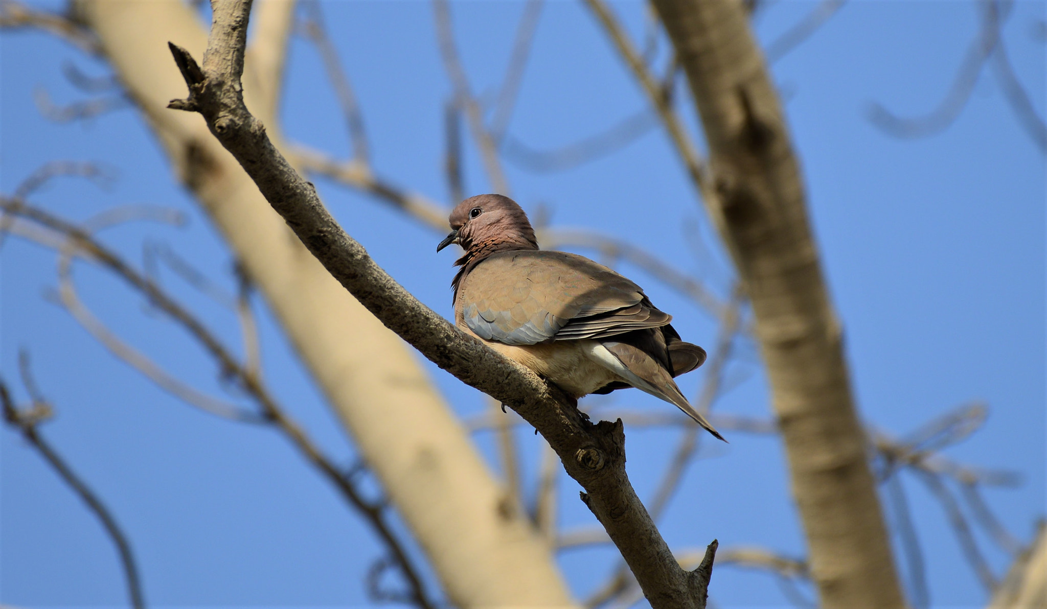 Nikon AF-S Nikkor 200-500mm F5.6E ED VR sample photo. Bird photography