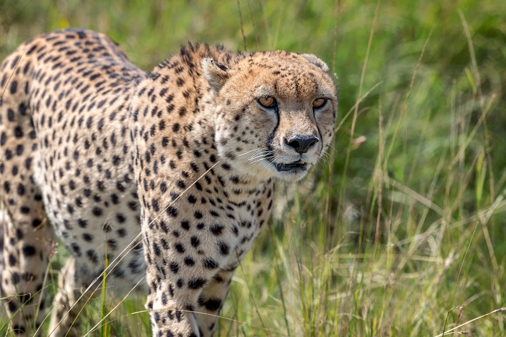 Nikon AF-S Nikkor 600mm F4E FL ED VR sample photo
