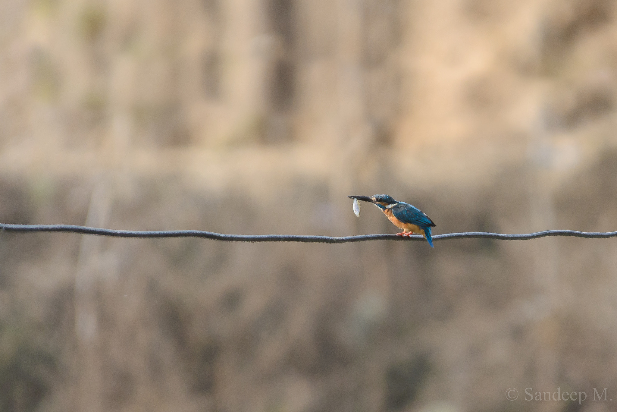 Nikon D600 sample photo. Fish-kingfisher photography