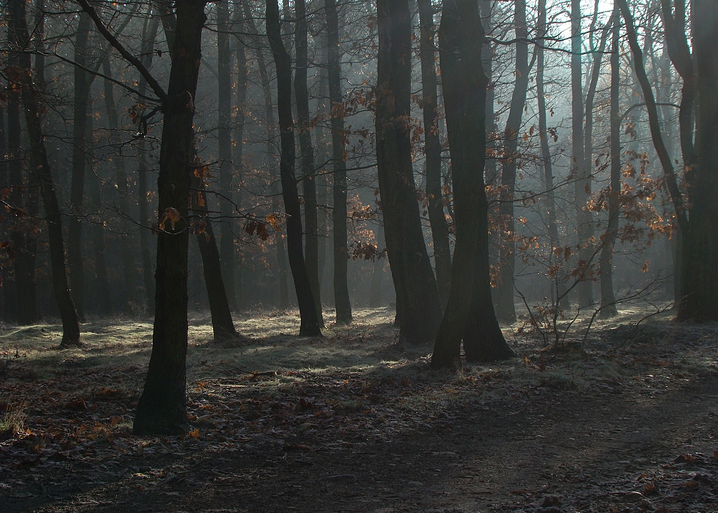 Sony DSC-H7 sample photo. Ballerinas in the woods photography