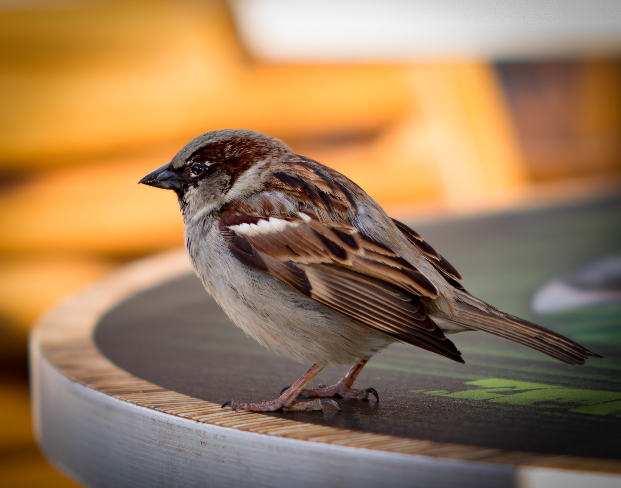 Nikon D800 sample photo. Friendly neighborhood bird photography