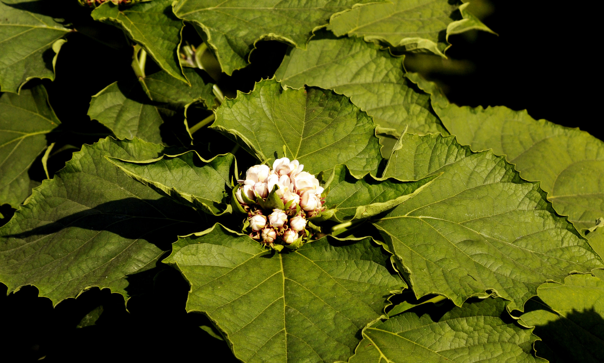 Nikon D300 sample photo. Mogara  photography