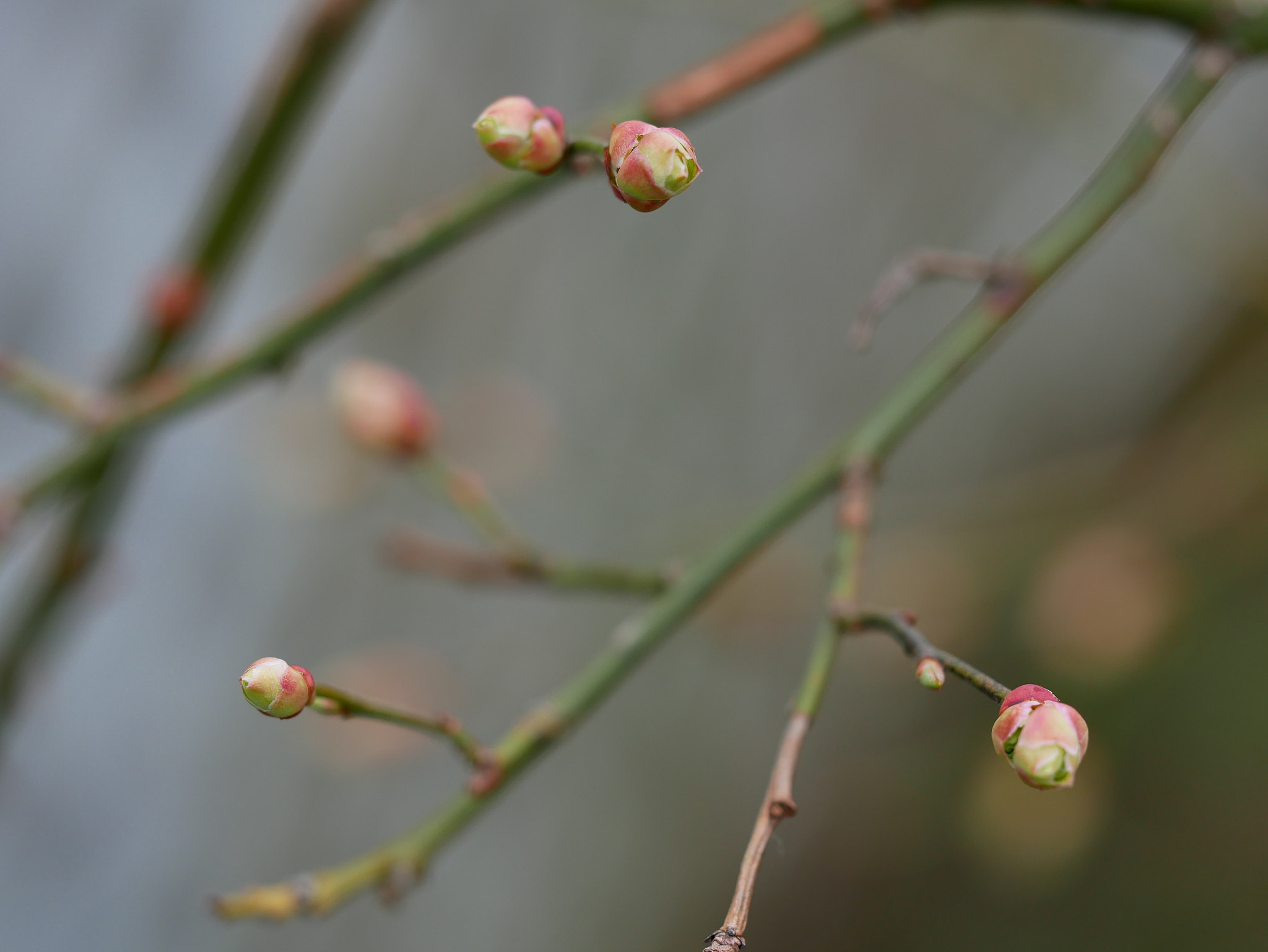 Panasonic Lumix DMC-GX85 (Lumix DMC-GX80 / Lumix DMC-GX7 Mark II) sample photo. Flower bud photography