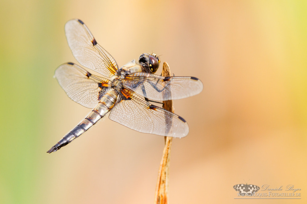 Canon EF 300mm F2.8L IS II USM sample photo. Four-spotted chaser (libellula quadrimaculata) photography