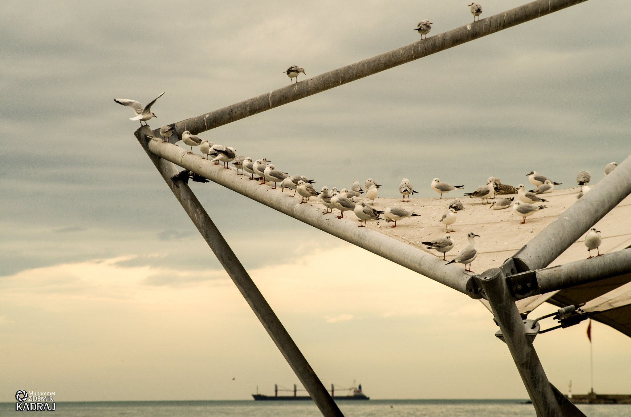 Pentax K-50 sample photo. Seagulls photography