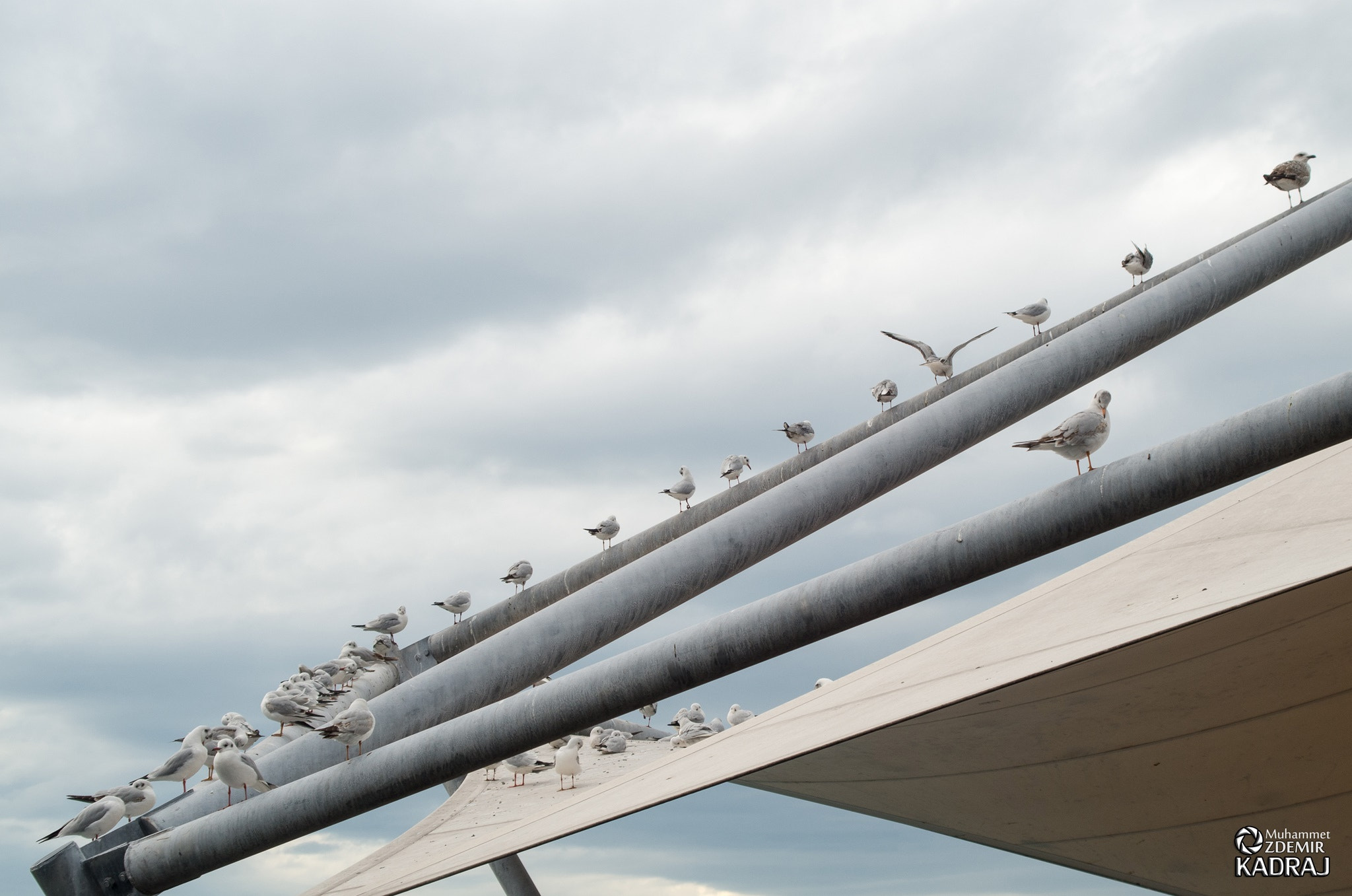 Pentax K-50 + A Series Lens sample photo. Seagulls photography