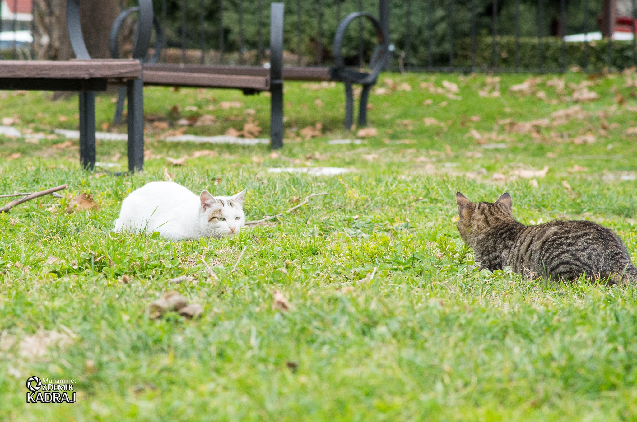 Pentax K-50 sample photo. Cat photography