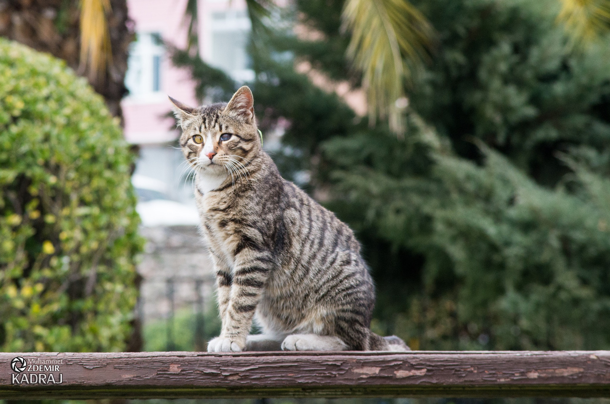 A Series Lens sample photo. One eyed cat photography