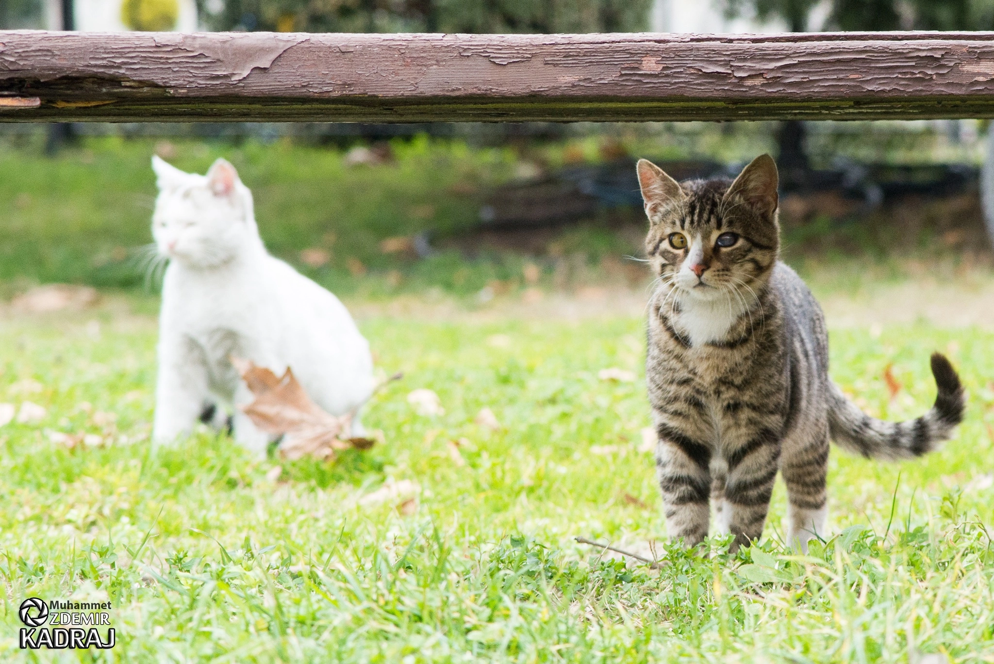 Pentax K-50 sample photo. Cat photography