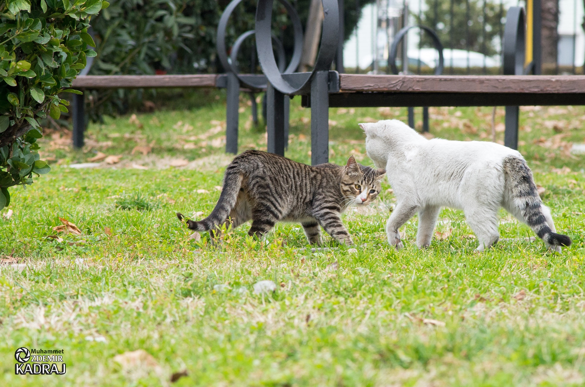 Pentax K-50 sample photo. Cat photography