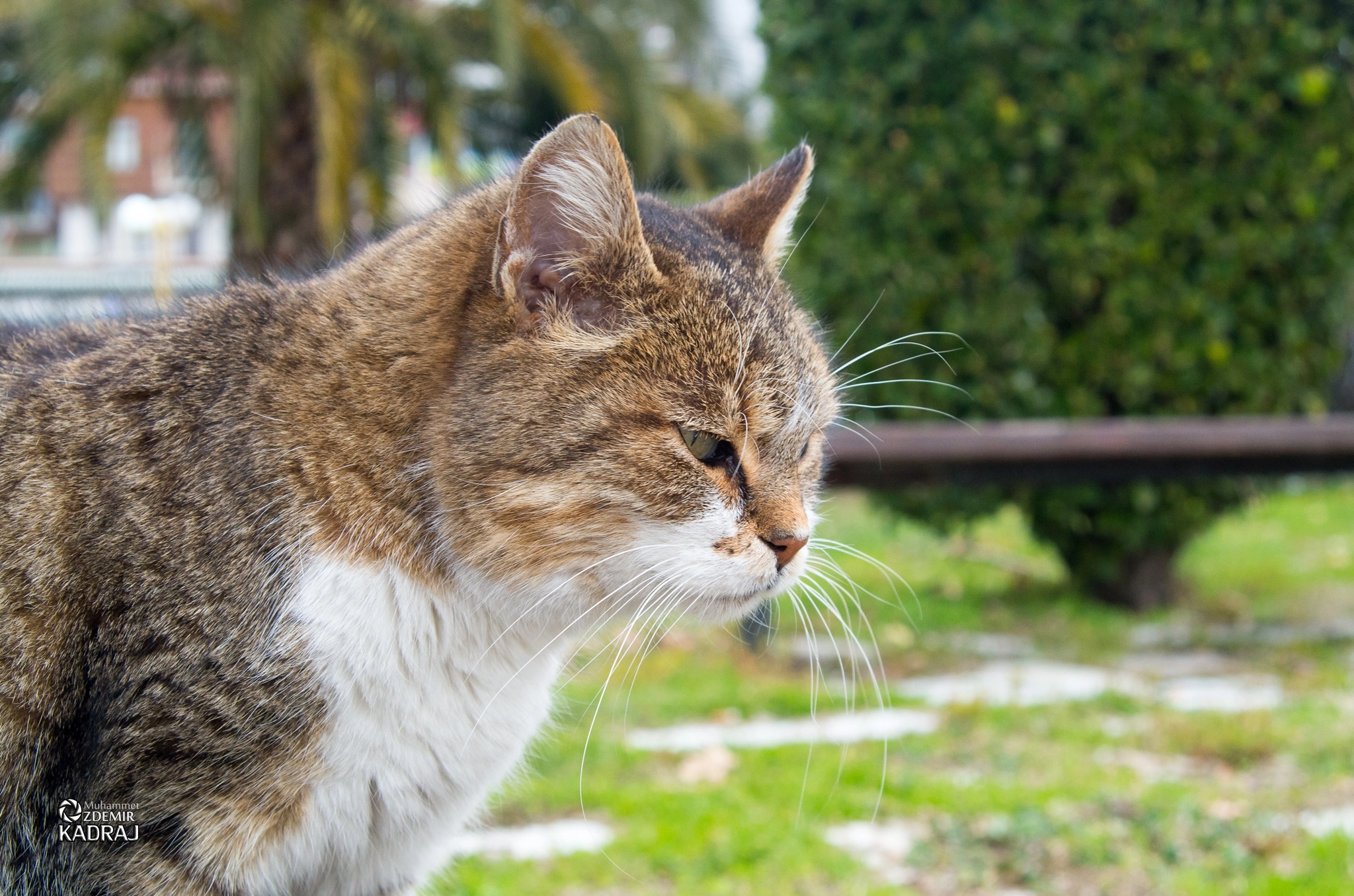 A Series Lens sample photo. Cat photography