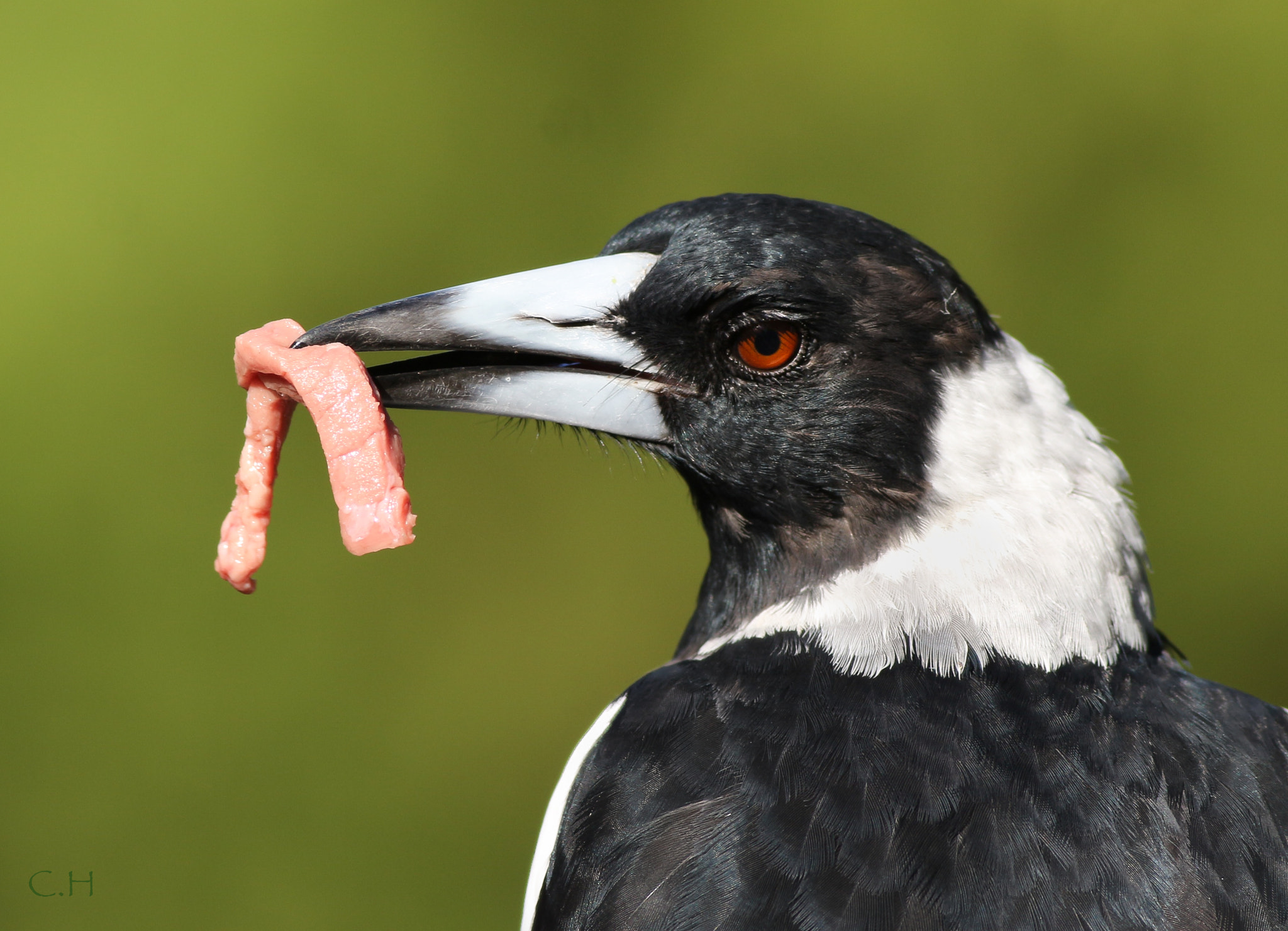 Canon EOS 700D (EOS Rebel T5i / EOS Kiss X7i) + Canon EF 400mm F5.6L USM sample photo. Snacks...yum photography