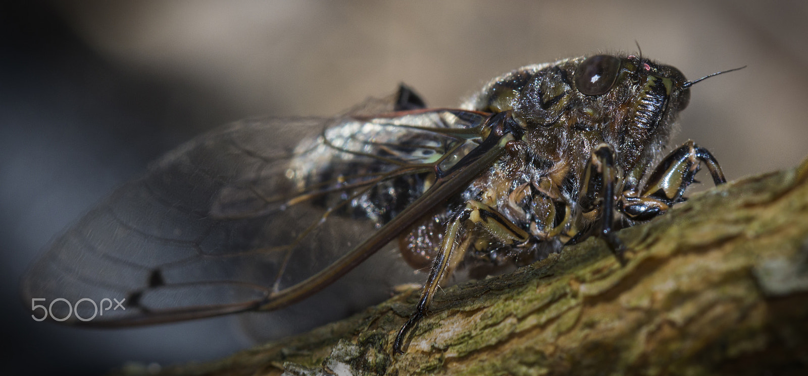 Canon EF 100mm F2.8 Macro USM sample photo. Close-up cicada on branch photography