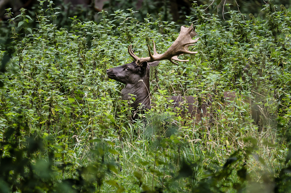Nikon D3S sample photo. Deer photography