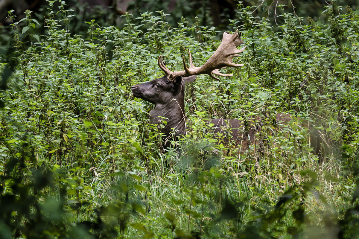 Nikon Nikkor AF-S 300mm F4E PF ED VR sample photo. Deer photography