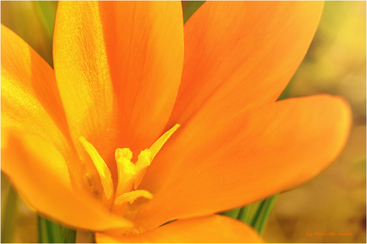 Canon EOS 7D sample photo. Inside a crocus photography