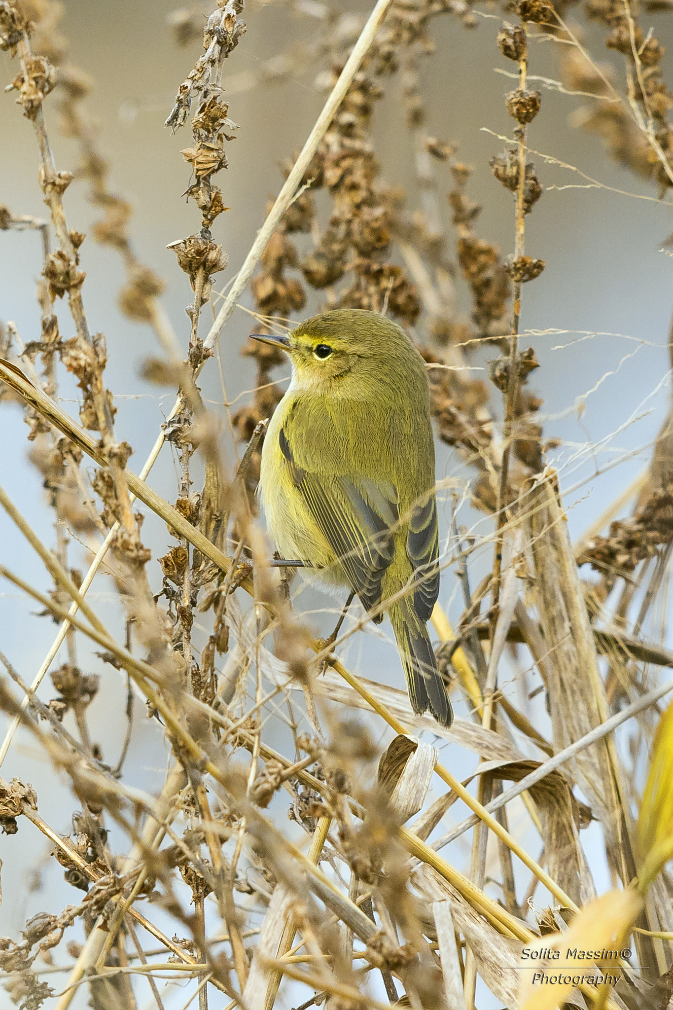 Canon EF 400mm F2.8L IS USM sample photo. European greenfinch photography