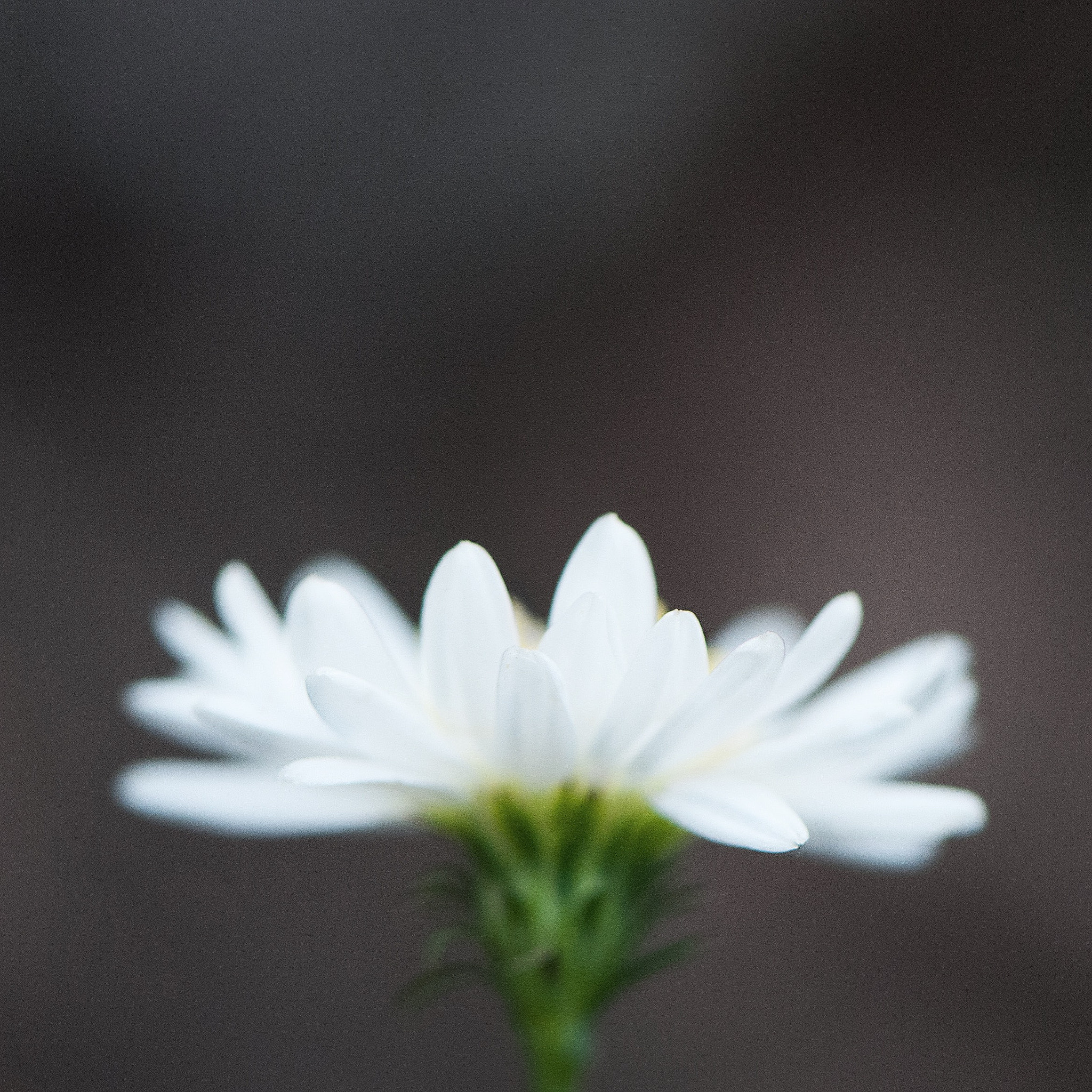 Nikon AF-S Micro-Nikkor 105mm F2.8G IF-ED VR sample photo. Close-up photography
