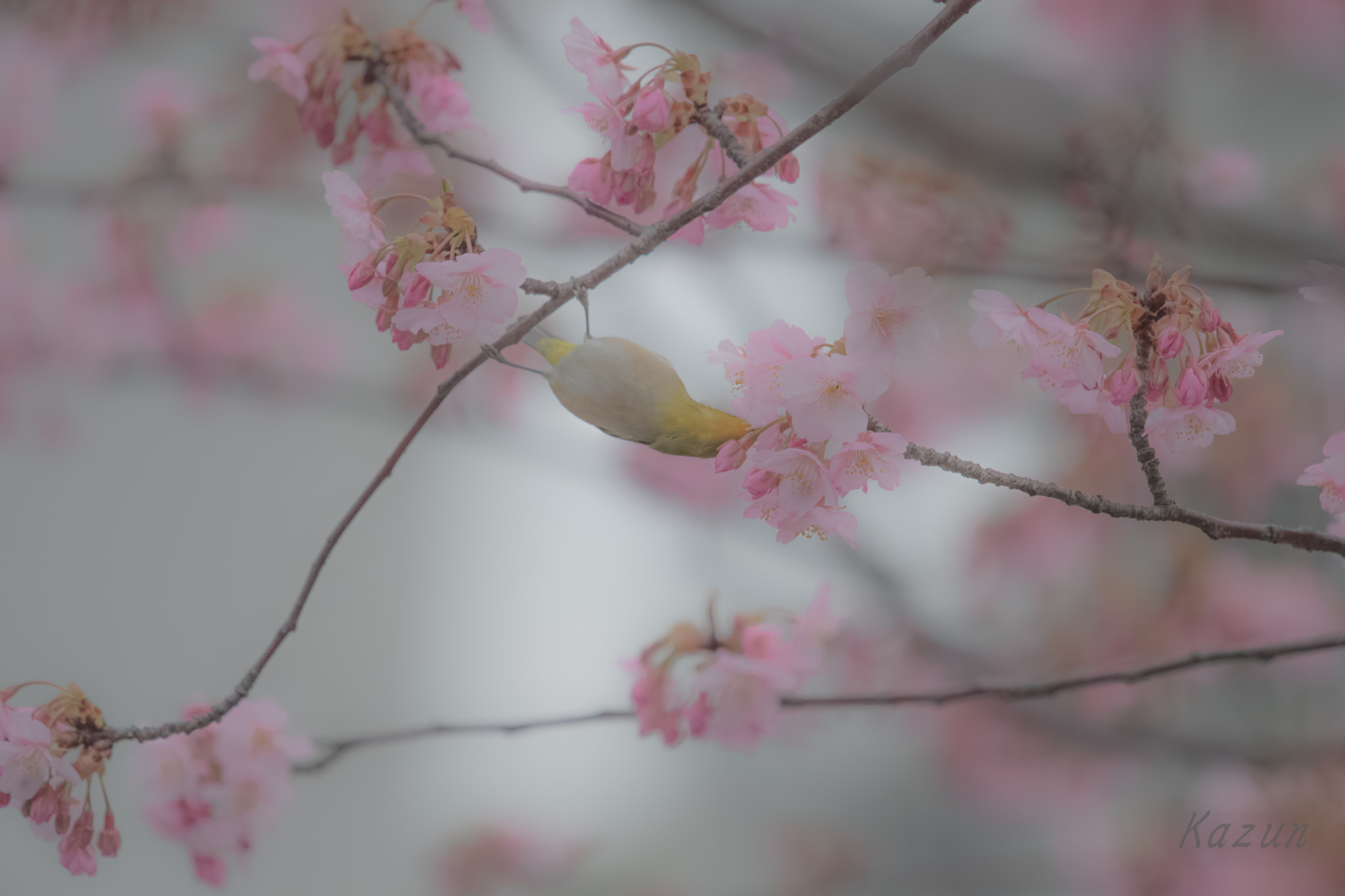 Nikon Nikkor AF-S 300mm F4E PF ED VR sample photo. Balancer photography