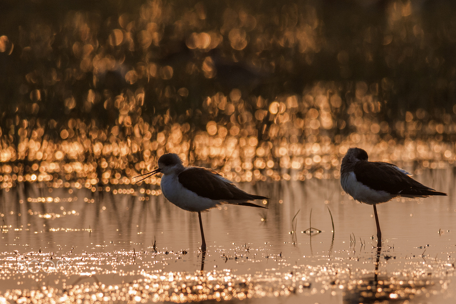 Nikon D7100 + Nikon AF-S Nikkor 300mm F4D ED-IF sample photo. Black-winged stilt (himantopus himantopus) photography