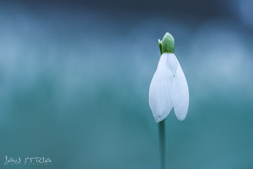 Canon EOS 550D (EOS Rebel T2i / EOS Kiss X4) sample photo. Ready for spring photography