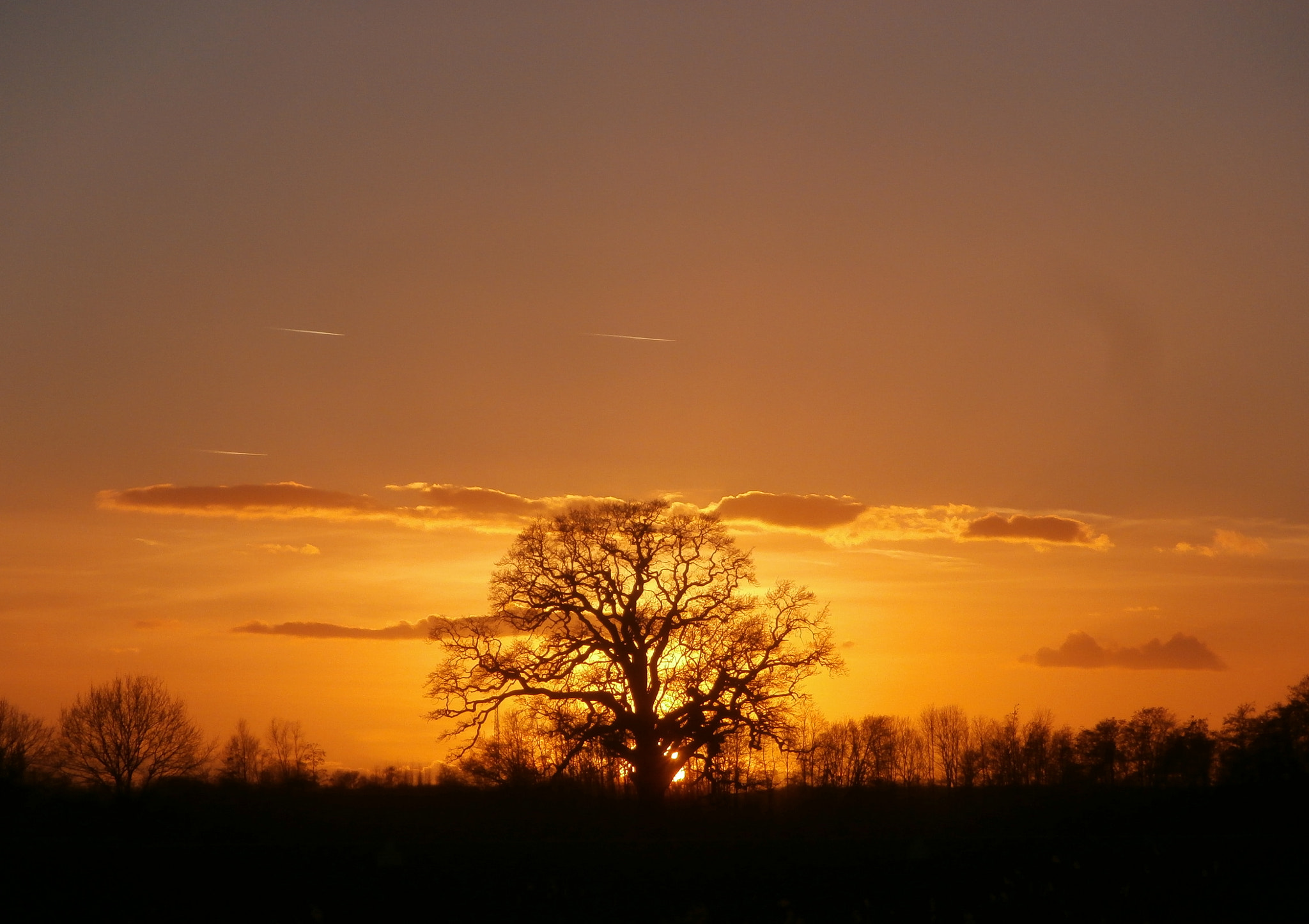 Olympus VR340,D750 sample photo. The old oaktree. photography