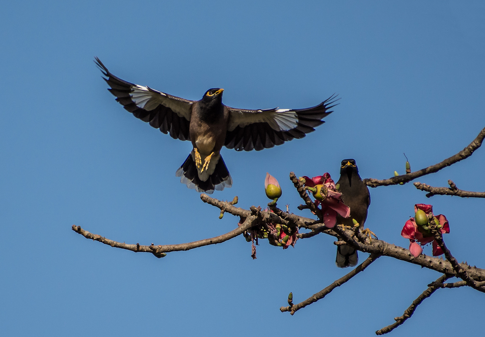 Nikon D7200 + Sigma 70-300mm F4-5.6 DG OS sample photo. Fly! photography