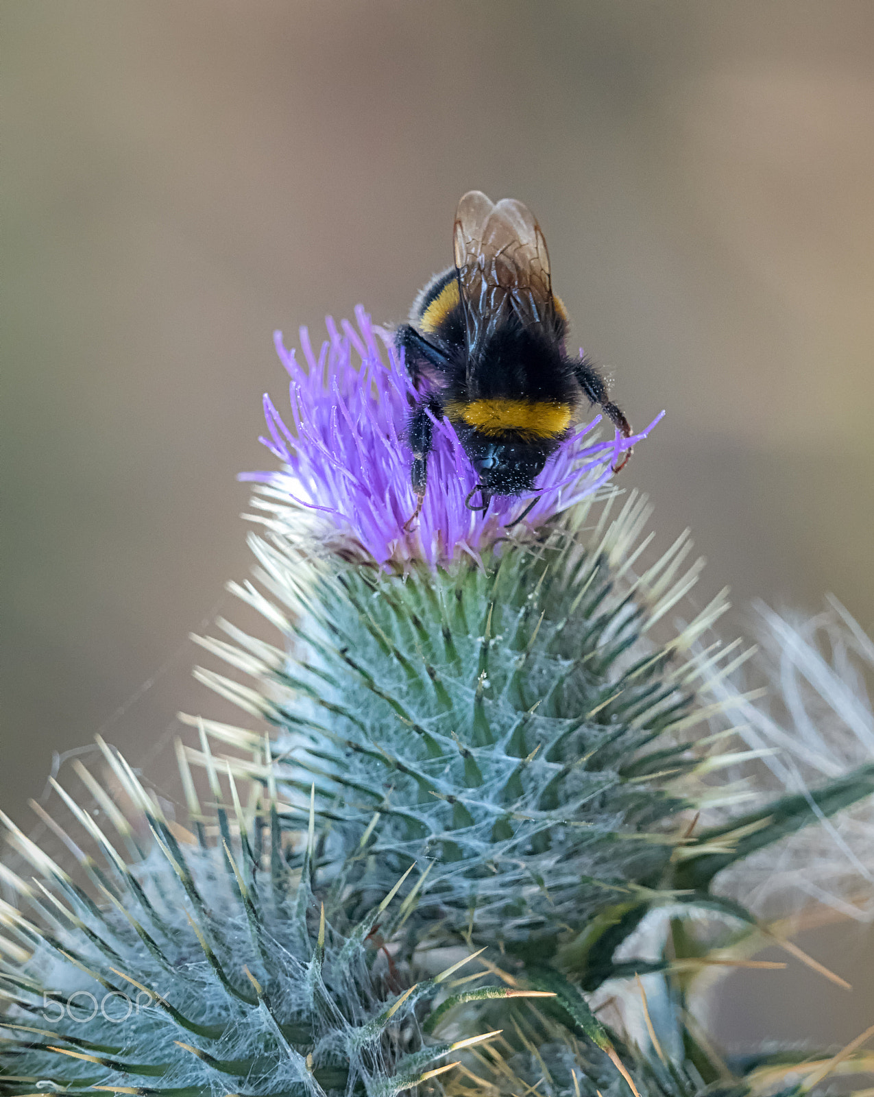 Panasonic Lumix DMC-GH4 + LEICA DG 100-400/F4.0-6.3 sample photo. Thistle and bee photography