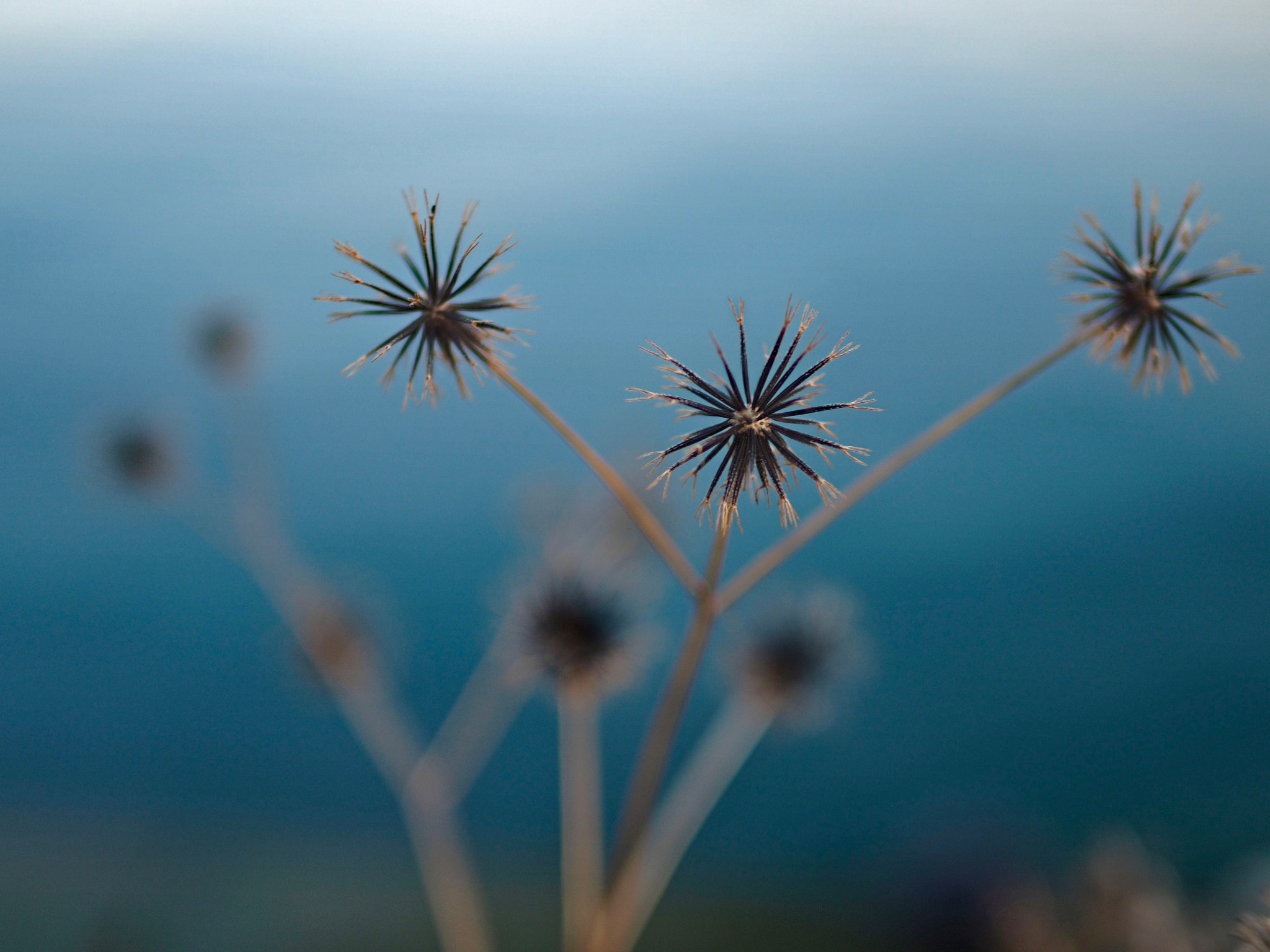 Olympus OM-D E-M5 II + Panasonic Leica DG Summilux 25mm F1.4 II ASPH sample photo. Seaside photography