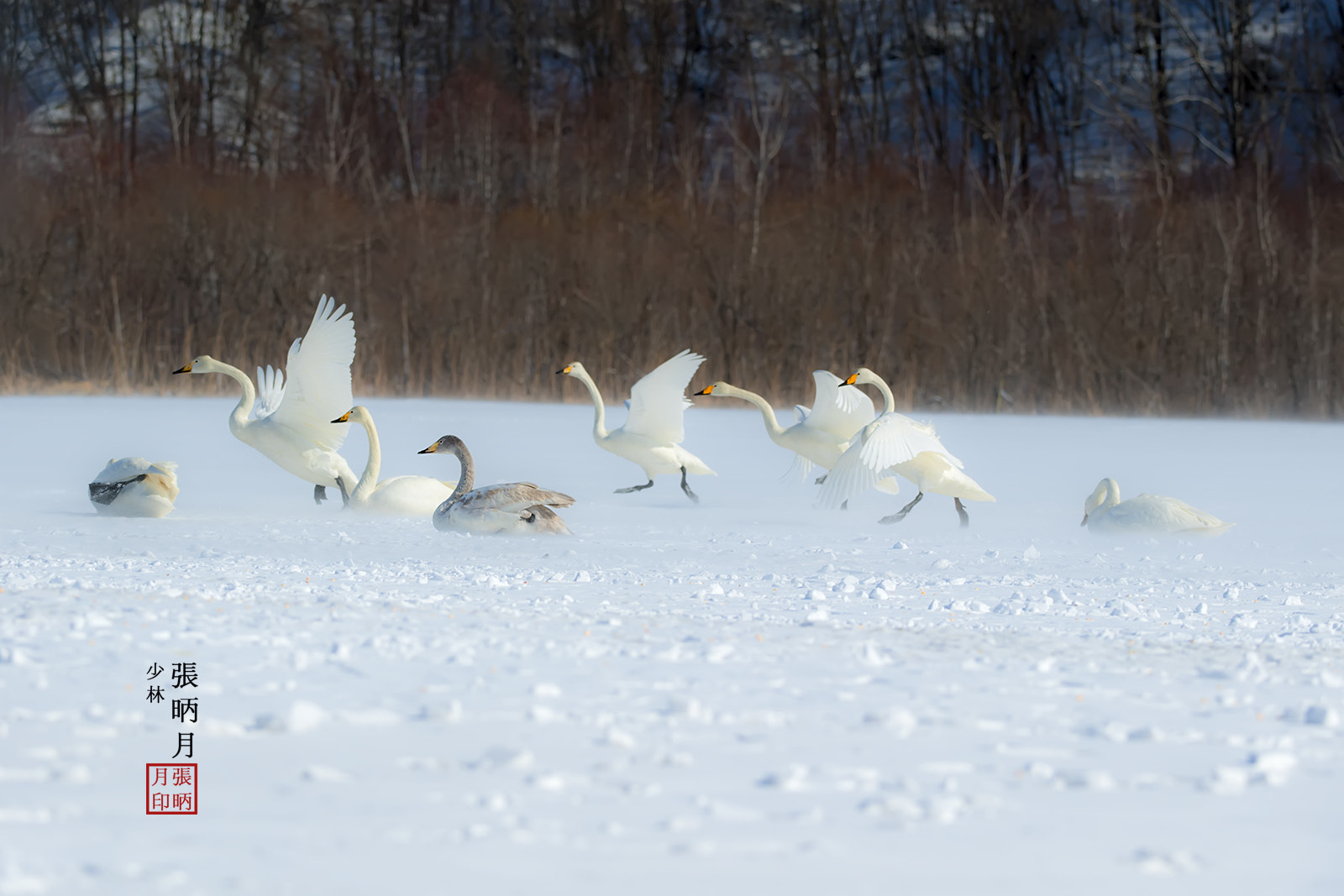 Nikon D5 sample photo. Whooper swan~~~ photography