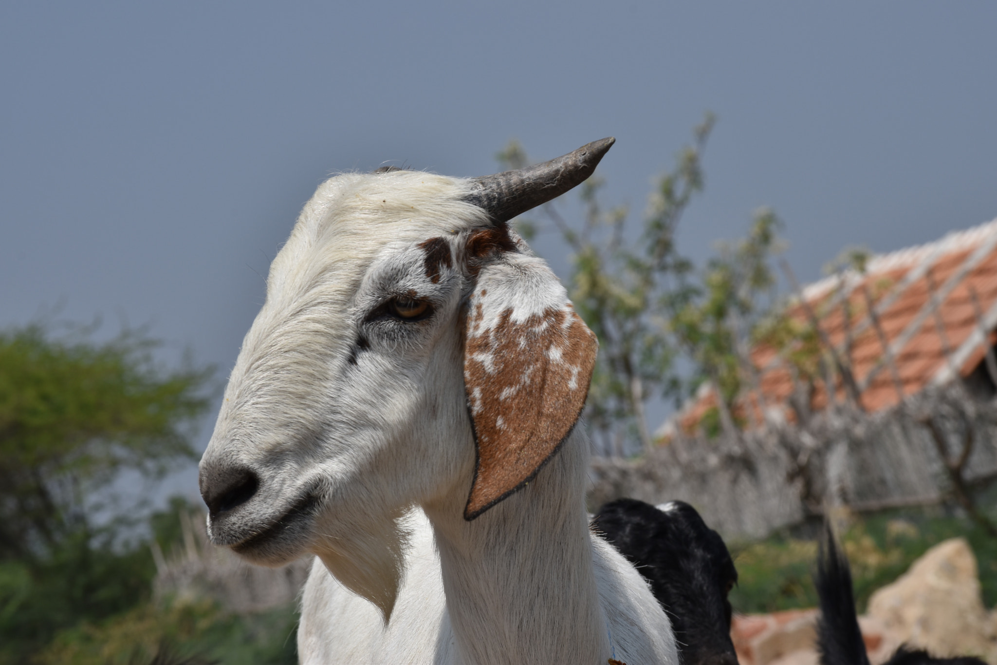 Nikon D5500 sample photo