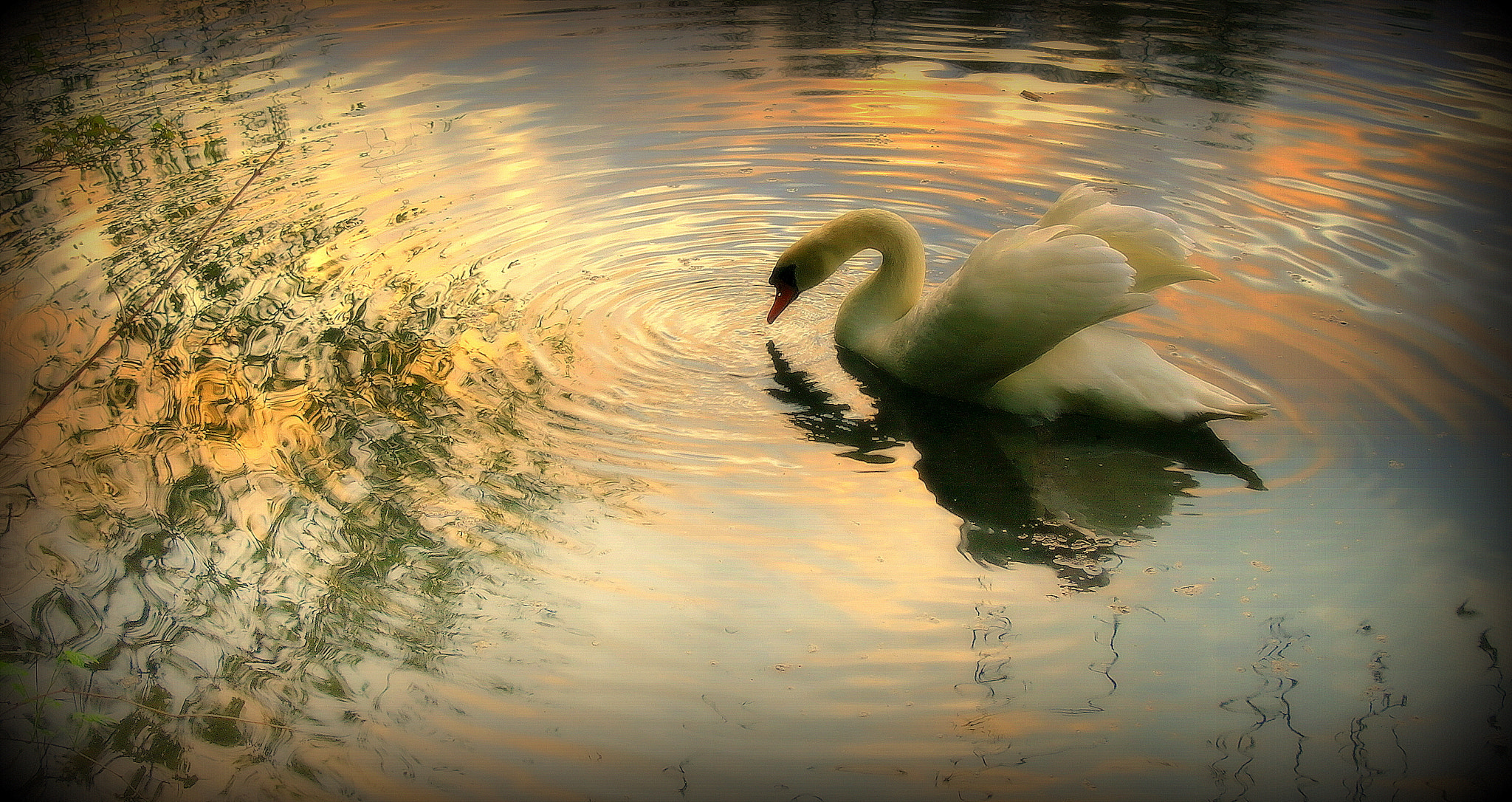 Samsung NX10 sample photo. Schwan im farbwasser photography