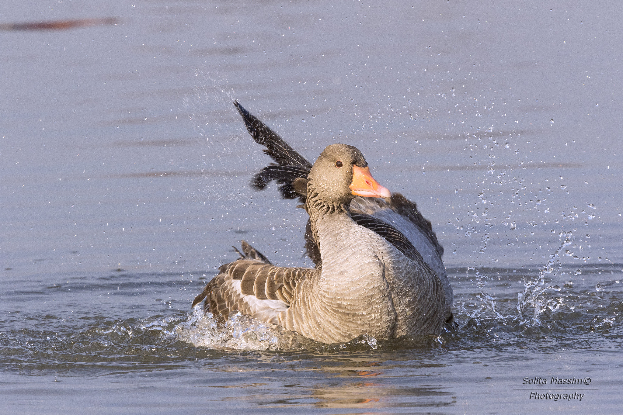 Canon EF 400mm F2.8L IS USM sample photo. Greylag goose photography