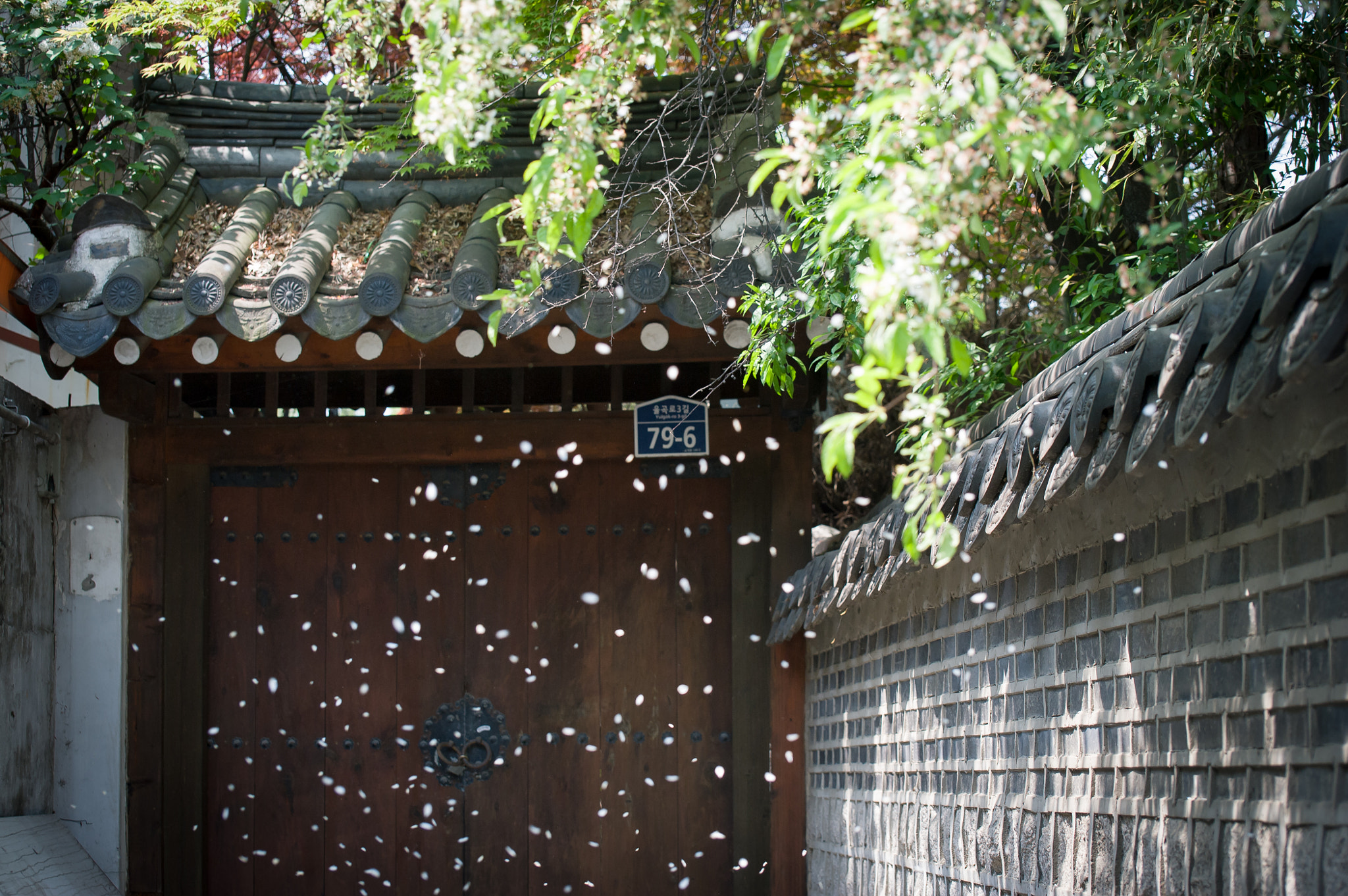 Nikon D700 sample photo. Flower rain photography