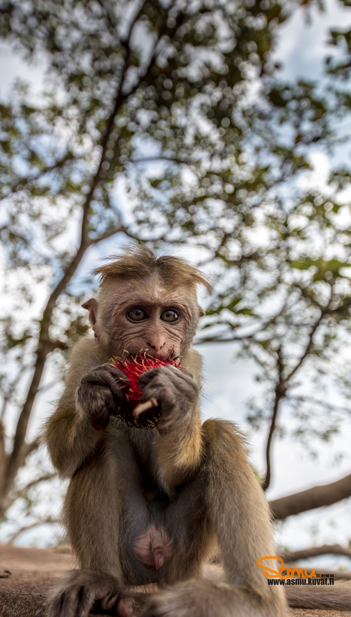 Canon EOS 5DS R sample photo. Monkey with flower photography