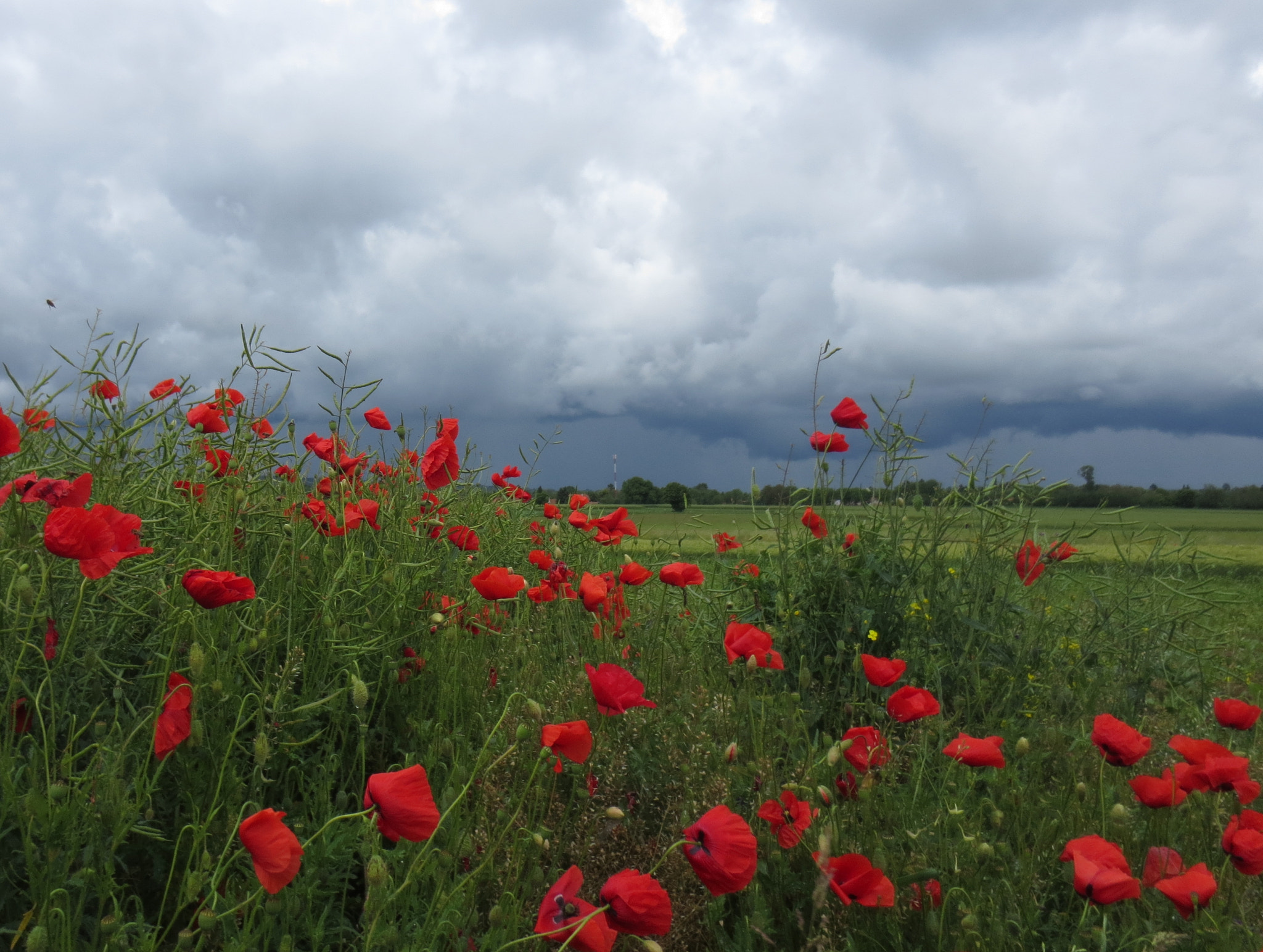 Canon PowerShot ELPH 110HS (PowerShot IXUS 125 HS) sample photo. Poppy before the rain,flower,nature photography