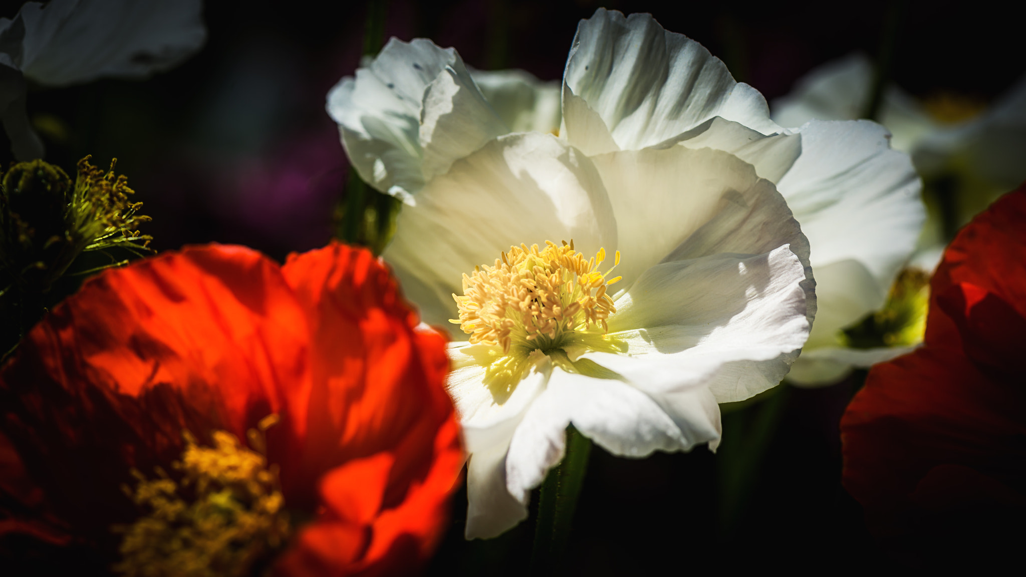 Nikon AF-S Micro-Nikkor 105mm F2.8G IF-ED VR sample photo. Friendly neighbors photography