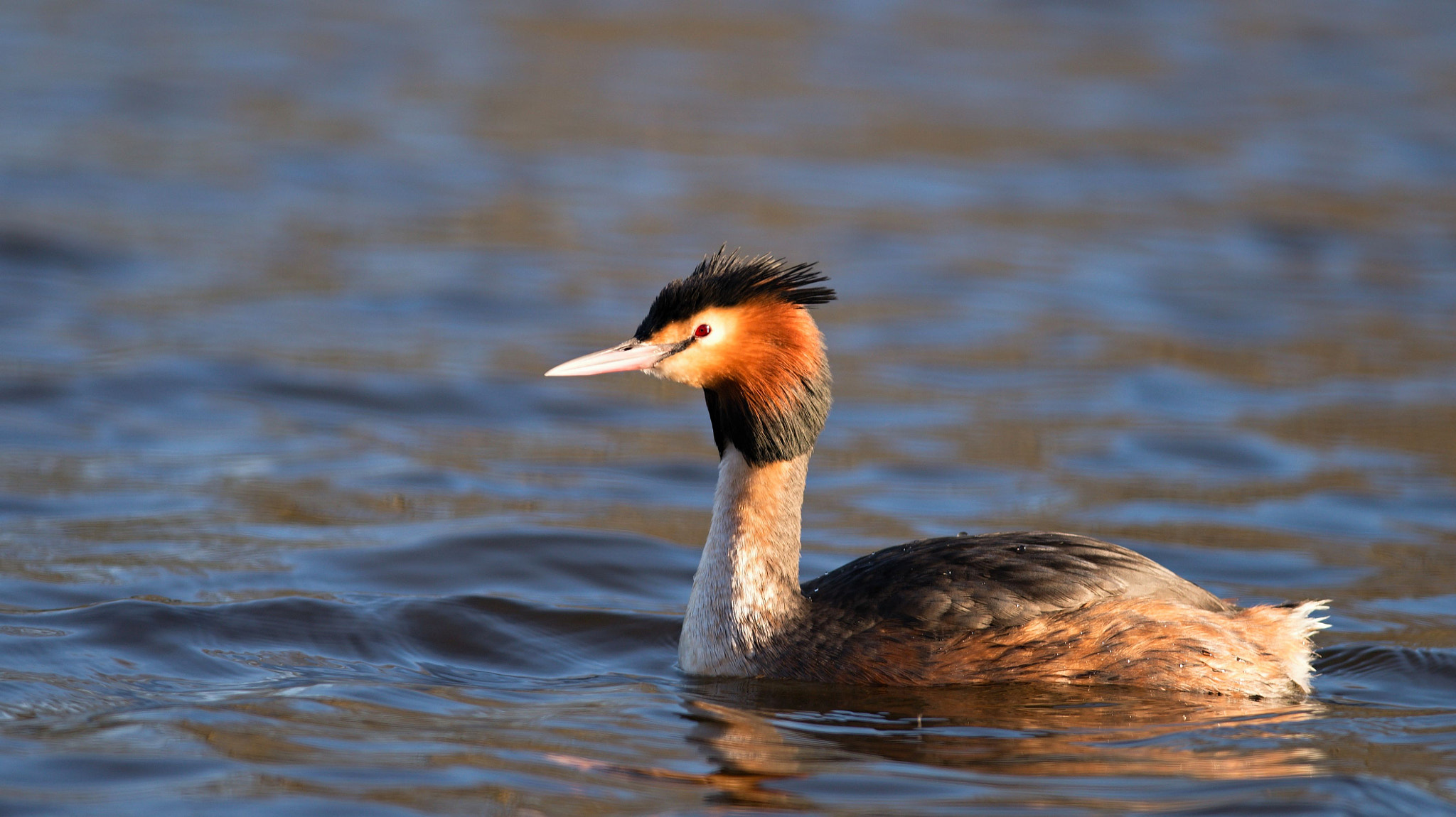 Nikon D610 + Nikon AF-S Nikkor 300mm F4D ED-IF sample photo. Great crested grebe photography