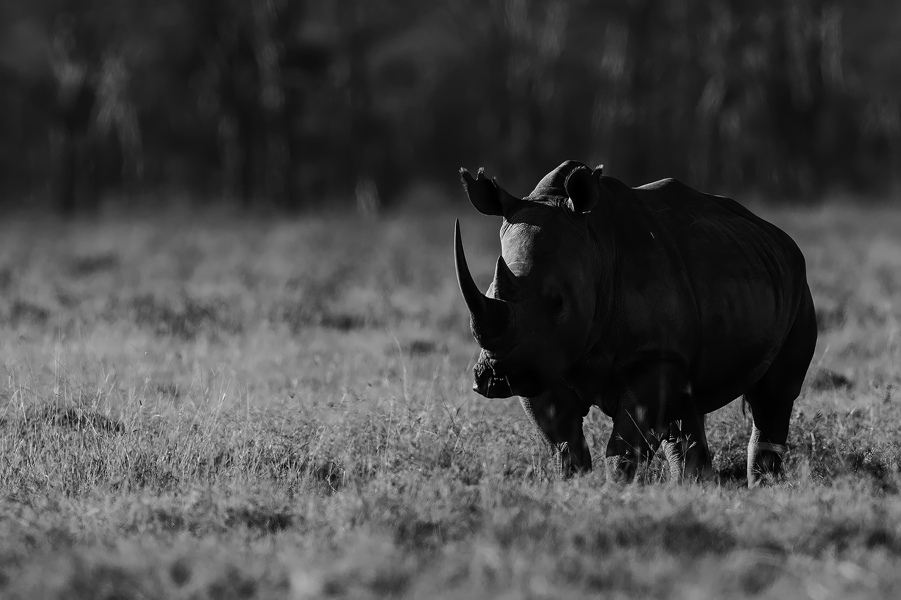 Canon EF 600mm F4L IS II USM sample photo. Rhino photography